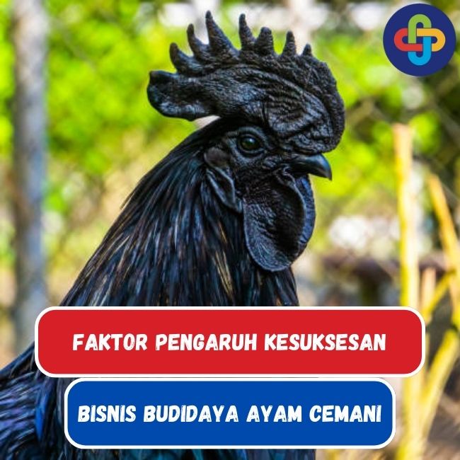 Faktor-Faktor Yang Mempengaruhi Kesuksesan Bisnis Budidaya Ayam Cemani